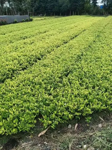 公园园林景观设计风景石